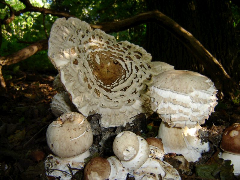 Chlorophyllum rhacodes (door Gert Immerzeel)