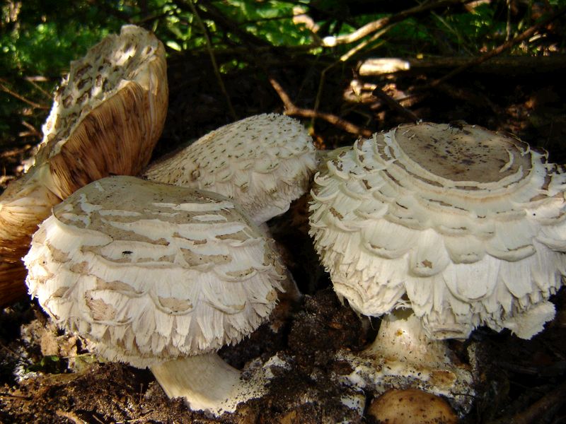 Chlorophyllum rhacodes (door Gert Immerzeel)