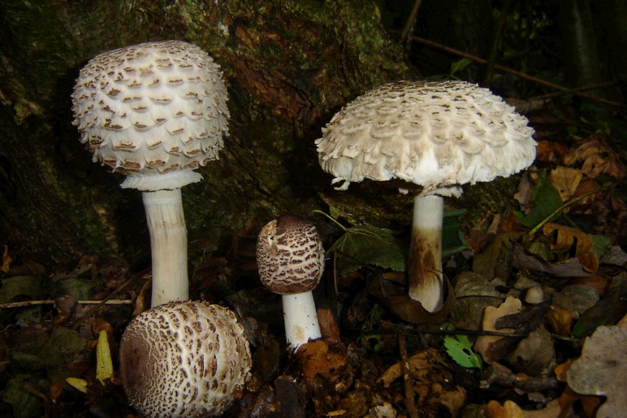 Chlorophyllum rhacodes (door Gert Immerzeel)