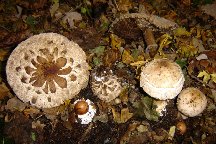 Chlorophyllum rhacodes (door Gert Immerzeel)