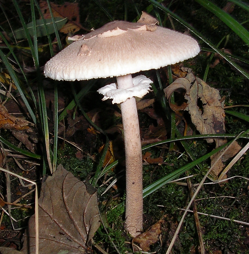 Macrolepiota fuliginosa (door Aldert Gutter)