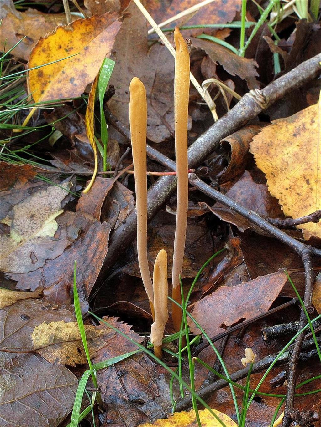 Macrotyphula fistulosa var. fistulosa (door Laurens van Run)