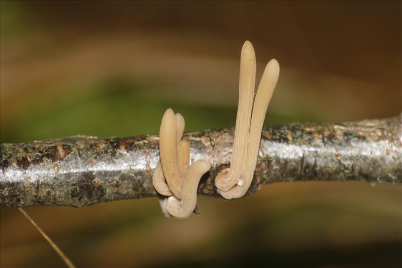 Macrotyphula fistulosa var. contorta (door Jan Cremers)