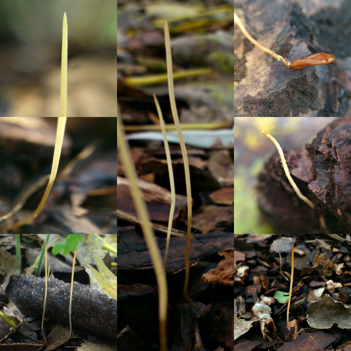 Typhula phacorrhiza (door Michel Beeckman)