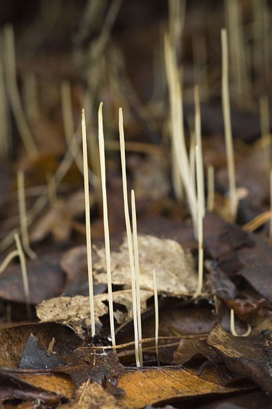 Macrotyphula juncea (door Nico Dam)