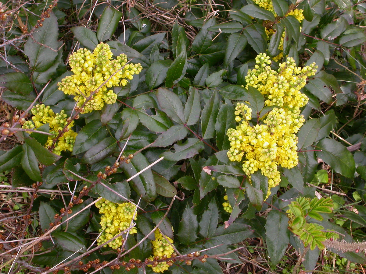 Berberis aquifolium (door Peter Meininger)