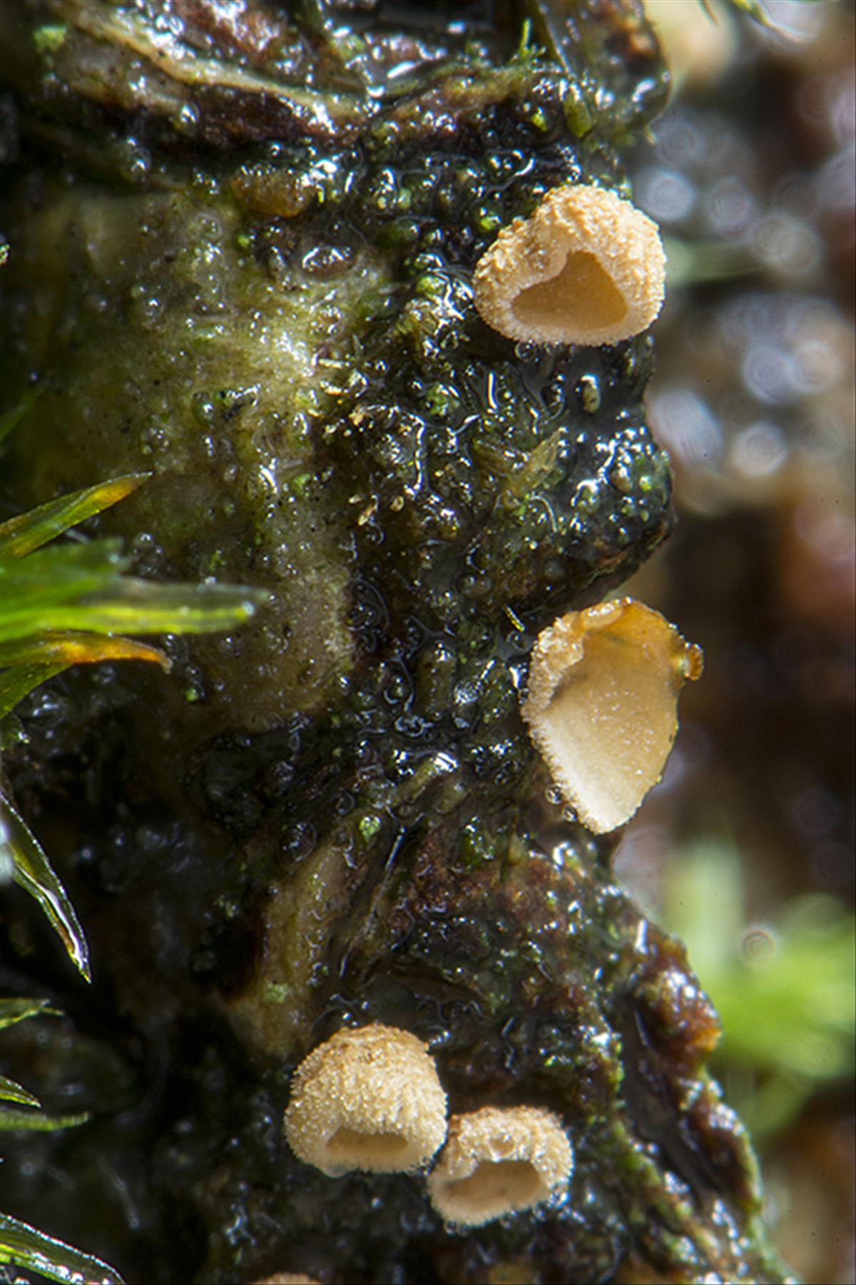 Maireina ferruginea (door Nico Dam)