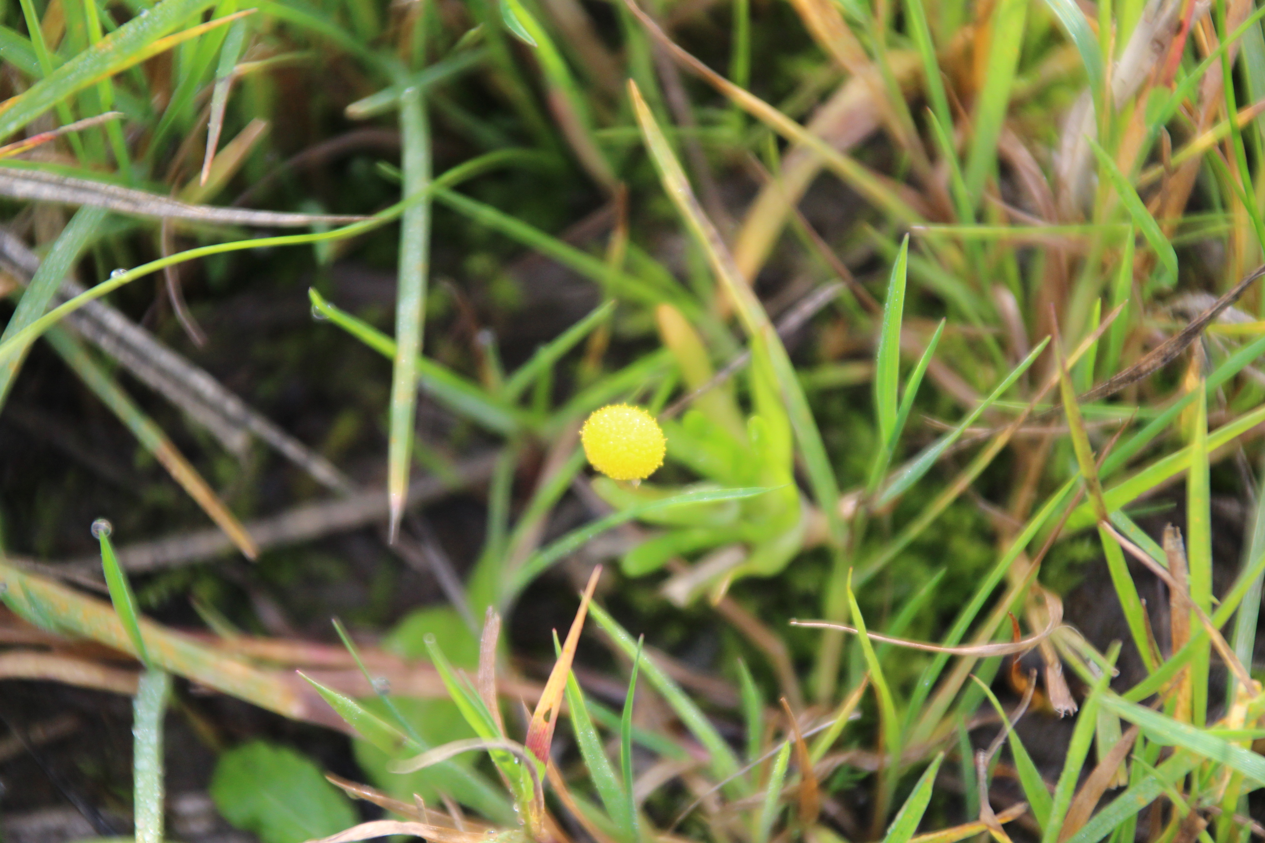 Cotula coronopifolia (door Egbert de Boer)