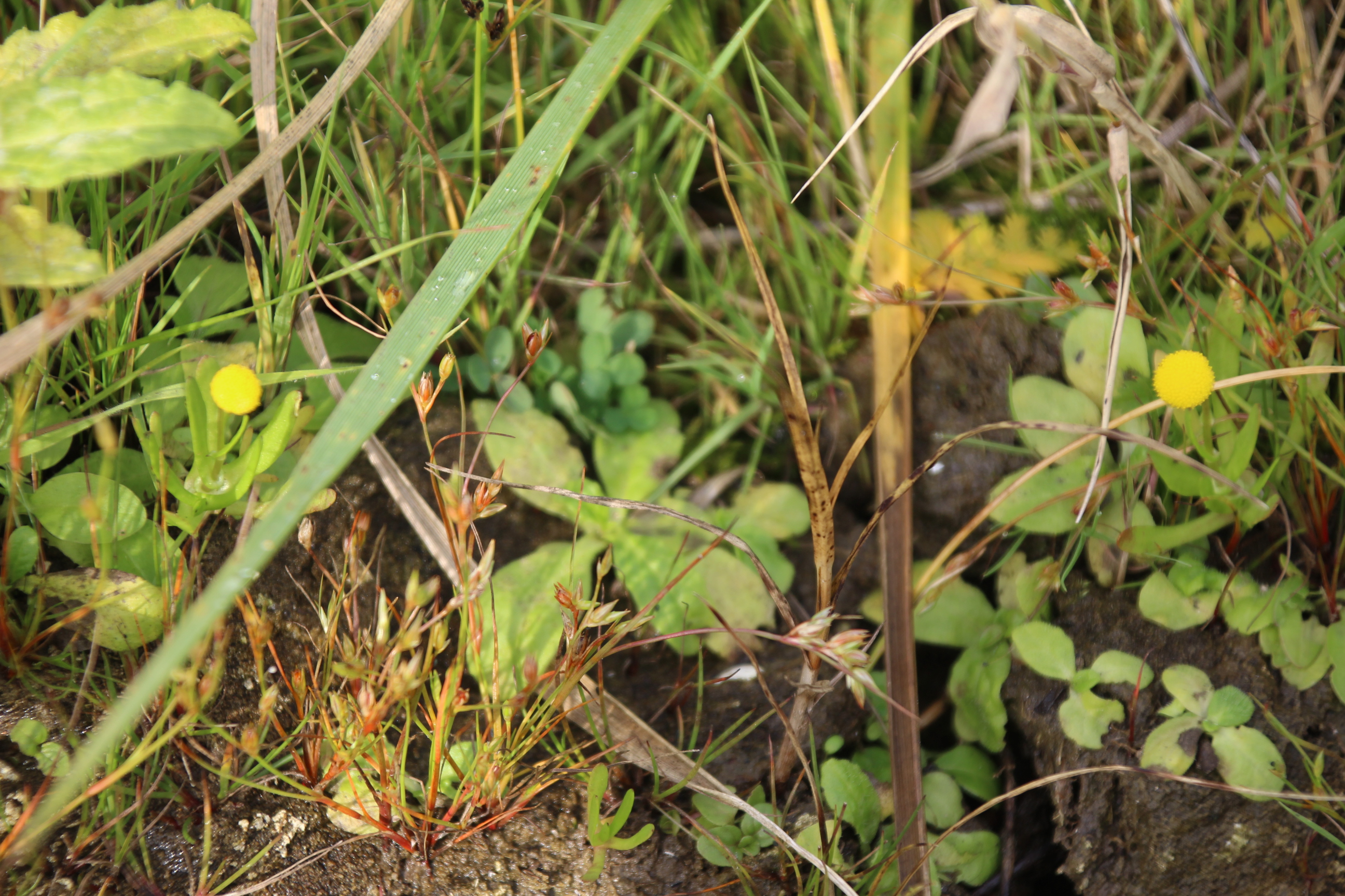 Cotula coronopifolia (door Egbert de Boer)