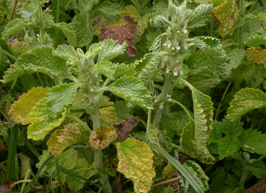 Marrubium vulgare (door Peter Meininger)