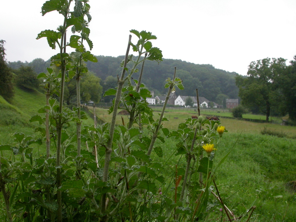 Marrubium vulgare (door Peter Meininger)