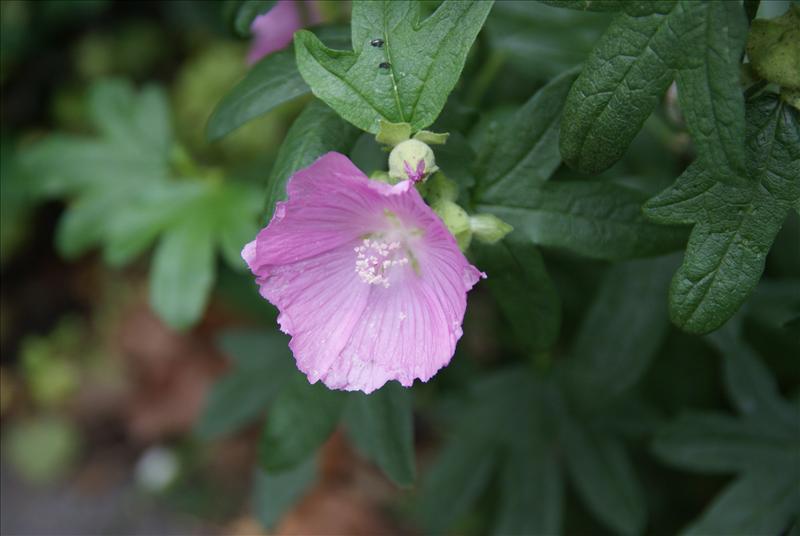 Malva alcea (door Adrie van Heerden)