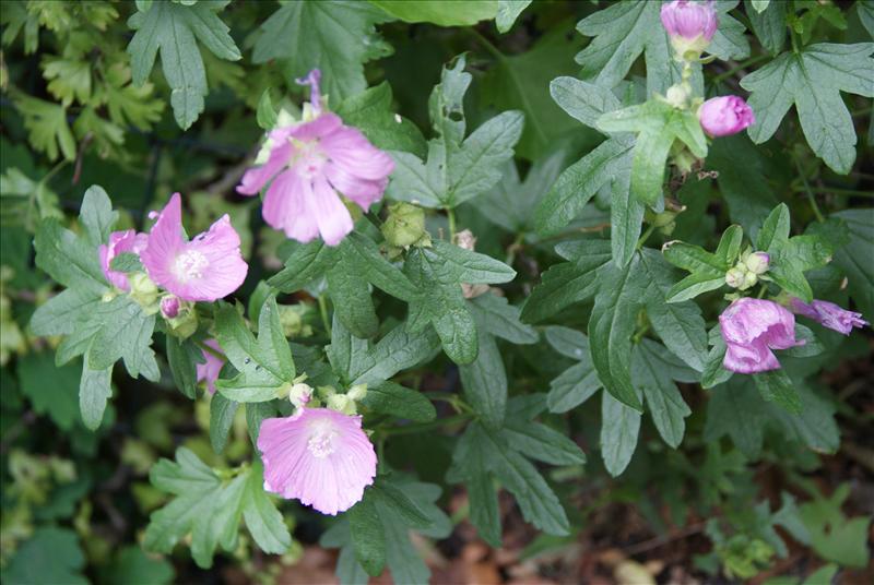 FLORON Verspreidingsatlas | Malva alcea - Vijfdelig kaasjeskruid