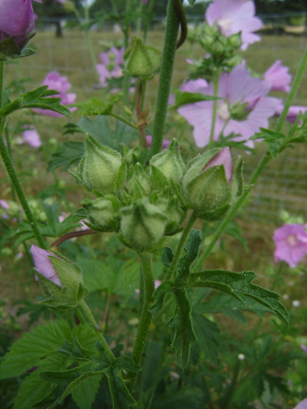 Malva alcea (door Ruud Beringen)