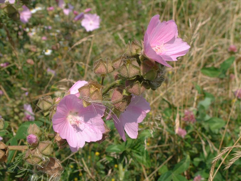 Malva moschata (door Adrie van Heerden)