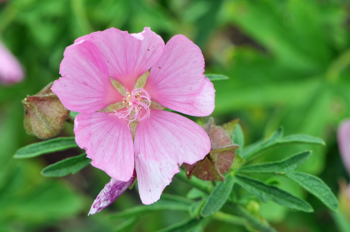 Malva moschata (door Hans Toetenel)