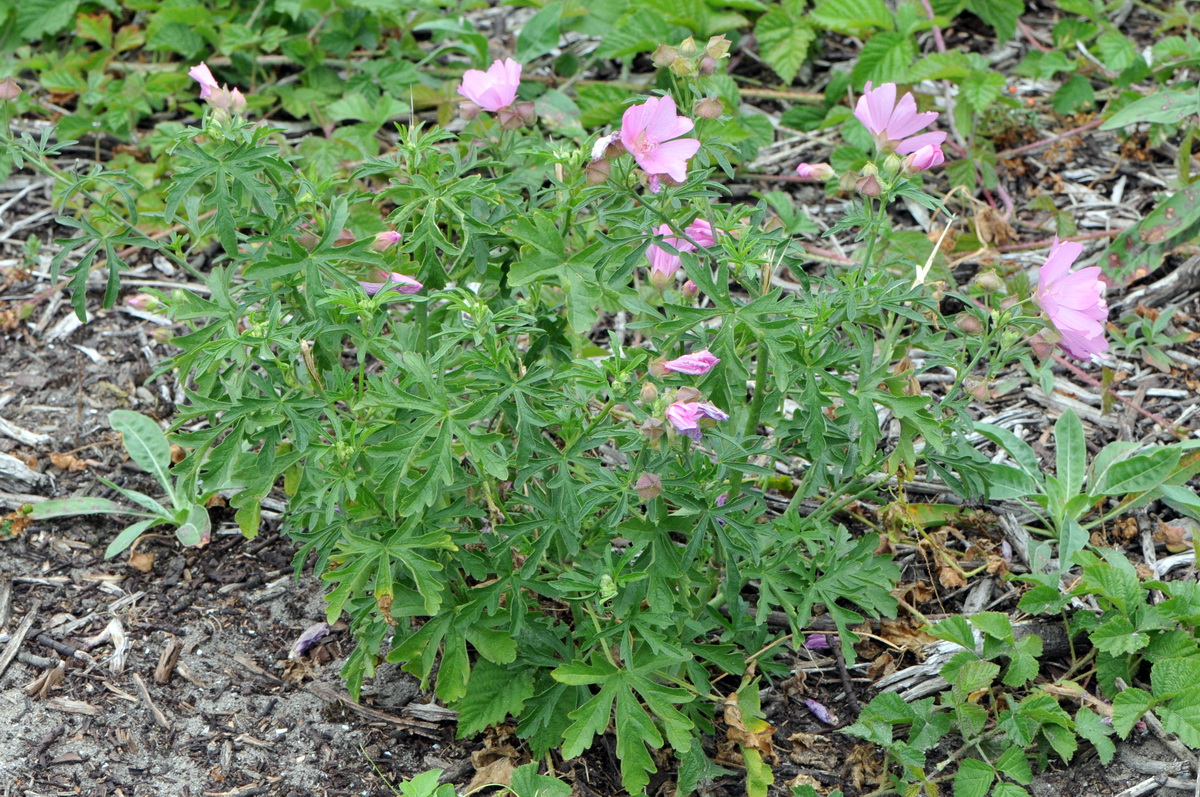 Malva moschata (door Hans Toetenel)