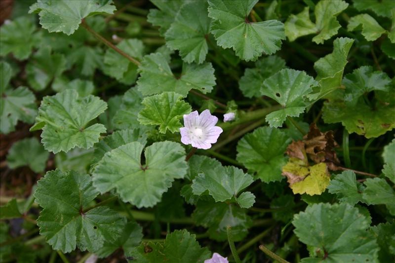 Malva neglecta (door Niels Jeurink)