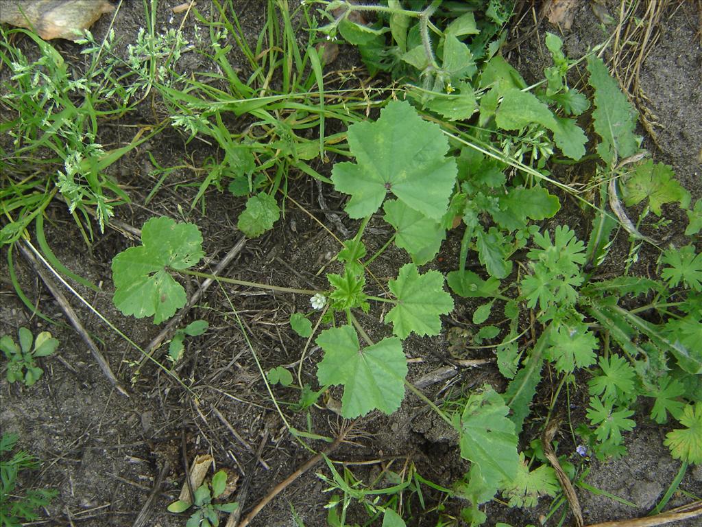 Malva parviflora (door Ruud Beringen)