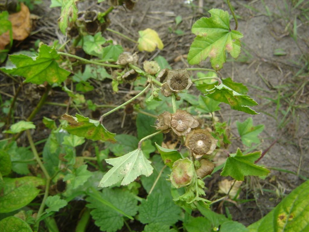 Malva parviflora (door Ruud Beringen)