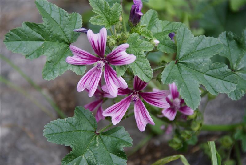 Malva sylvestris (door Adrie van Heerden)