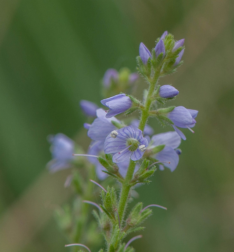 Veronica officinalis (door Wijnand van Buuren)