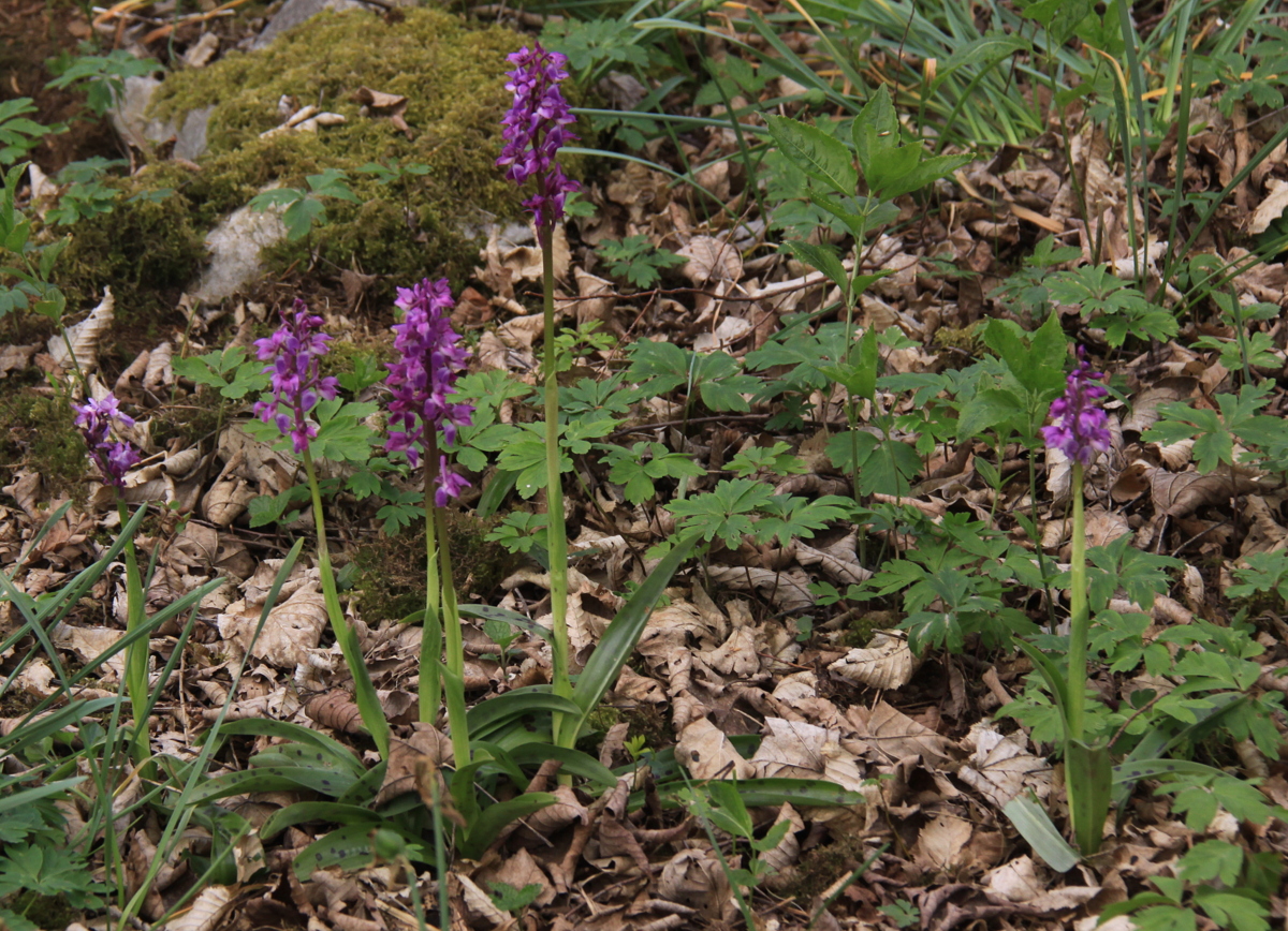 Orchis mascula (door Peter Meininger)