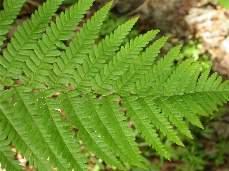 Dryopteris filix-mas (door Laurens Sparrius)