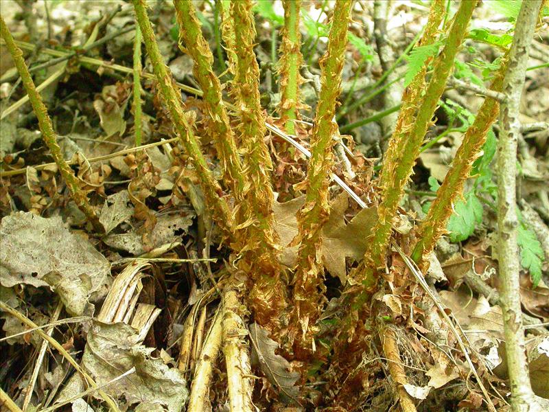 Dryopteris filix-mas (door Laurens Sparrius)