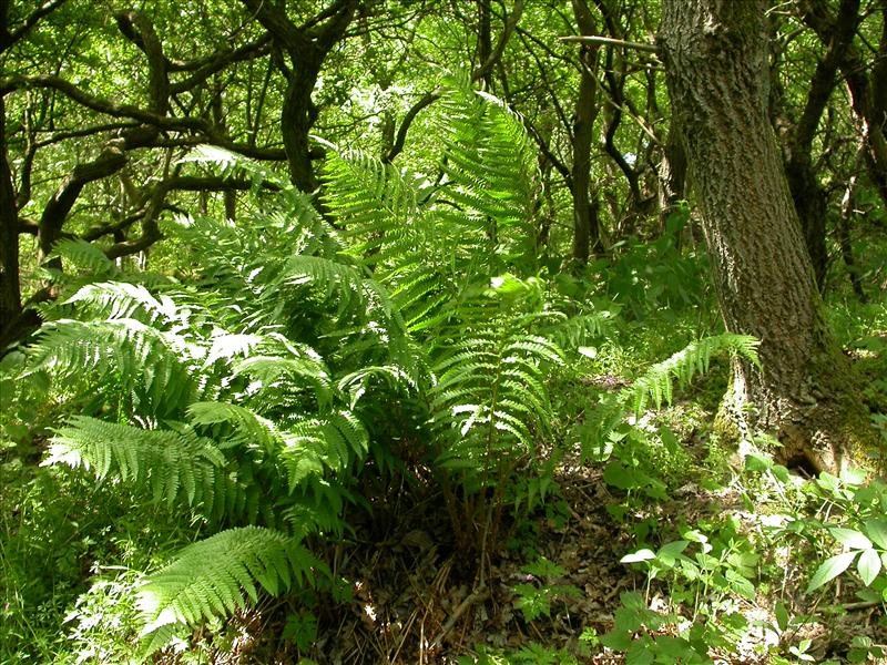 Dryopteris filix-mas (door Laurens Sparrius)