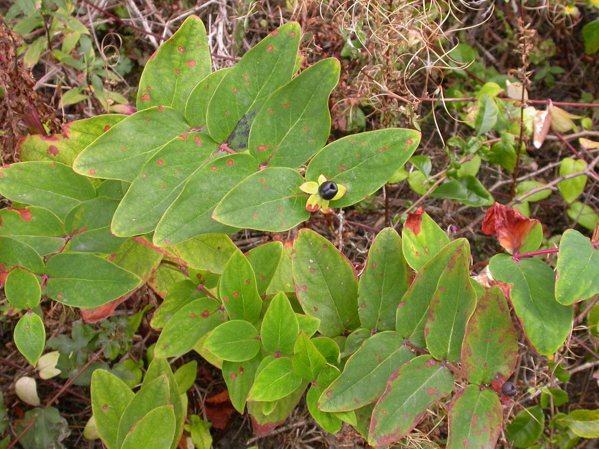 Hypericum androsaemum (door Peter Meininger)