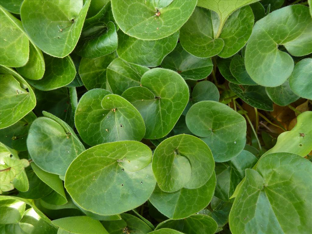 Asarum europaeum (door Marian Baars)