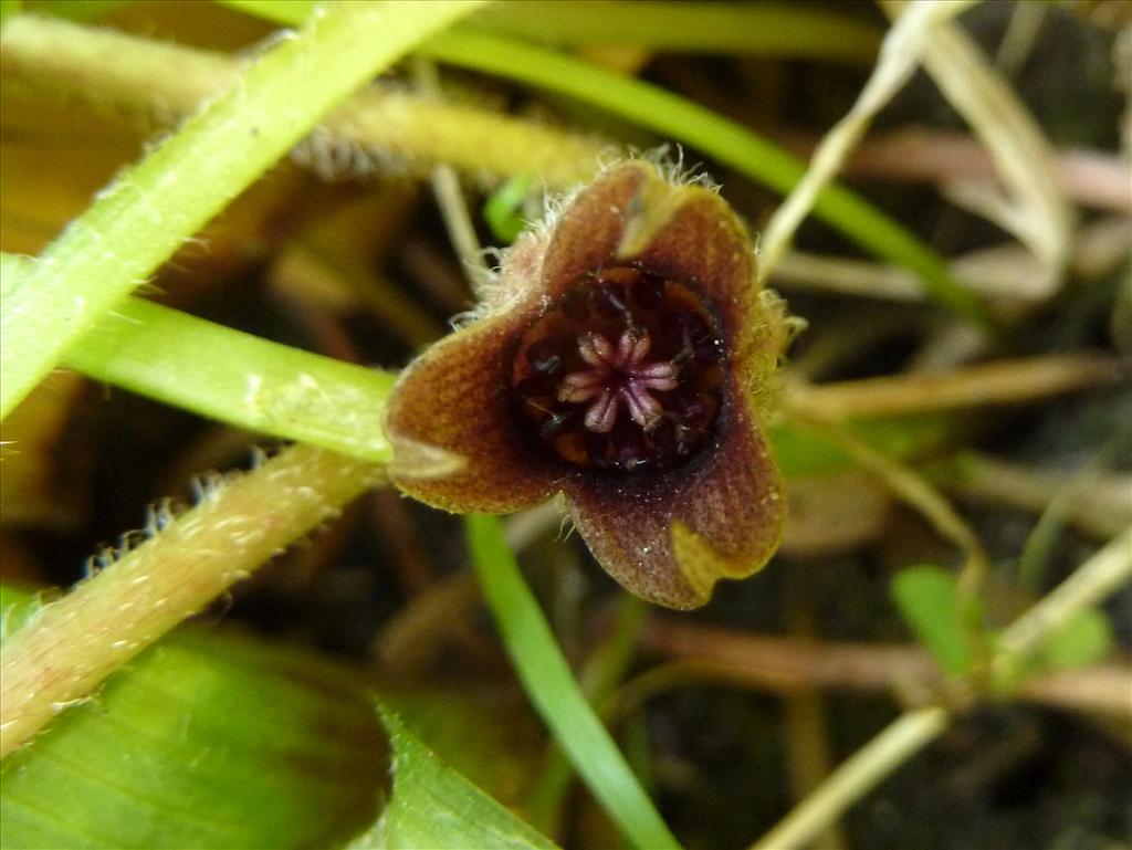 Asarum europaeum (door Marian Baars)