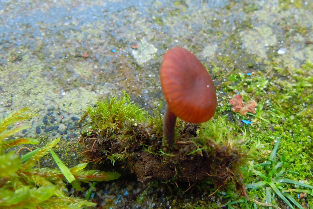 Marasmiellus pachycraspedum (door Rob Chrispijn)