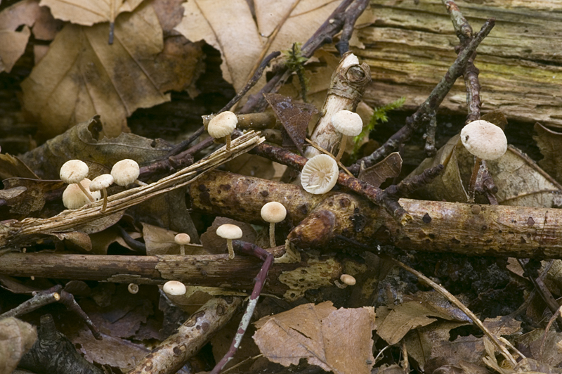 Marasmiellus ramealis (door Nico Dam)