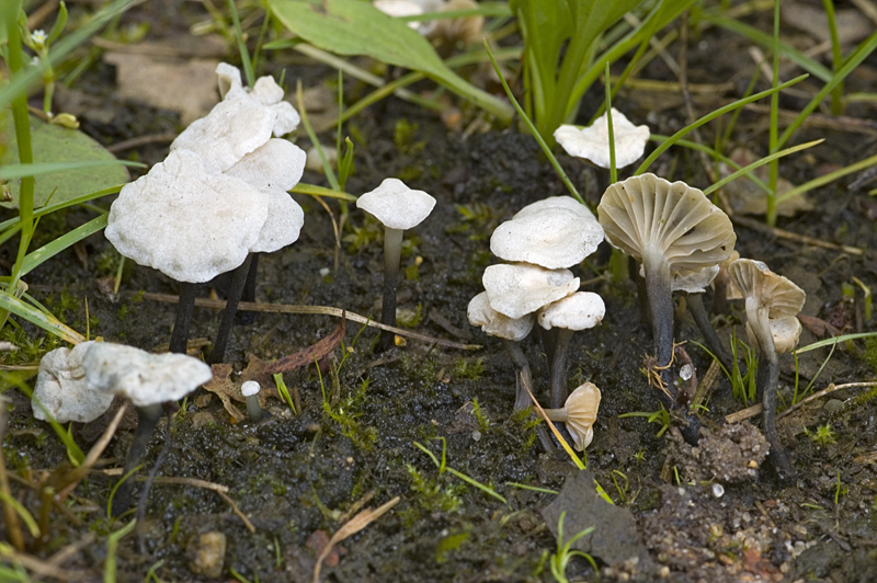 Marasmiellus tricolor (door Nico Dam)