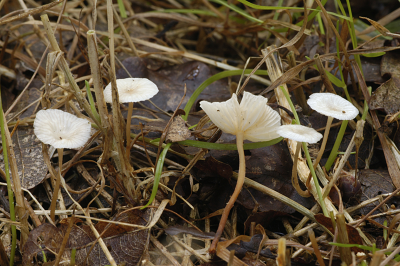 Marasmiellus vaillantii (door Nico Dam)