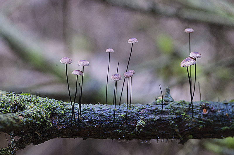 Gymnopus androsaceus (door Nico Dam)