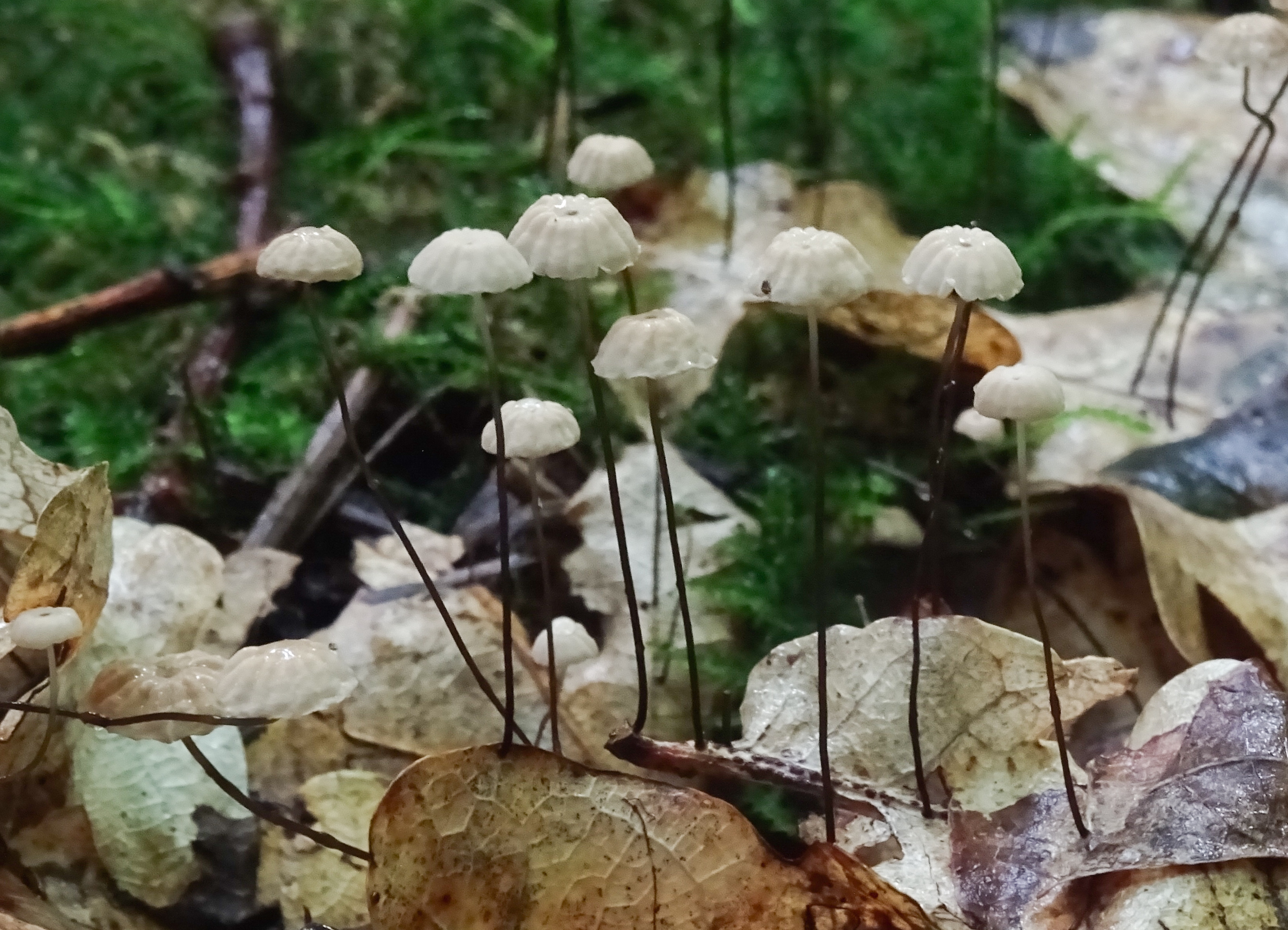 Marasmius bulliardii (door Roeland Enzlin)