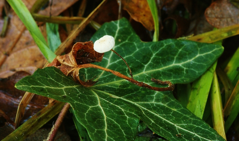 Marasmius epiphylloides (door Henk Remijn)