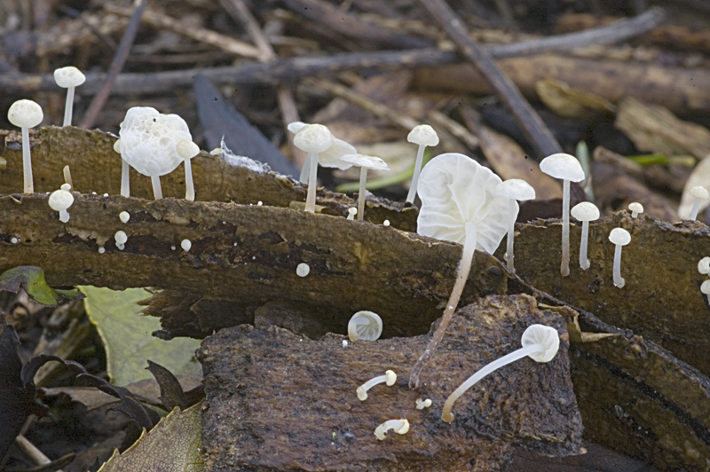 Marasmius epiphyllus (door Nico Dam)