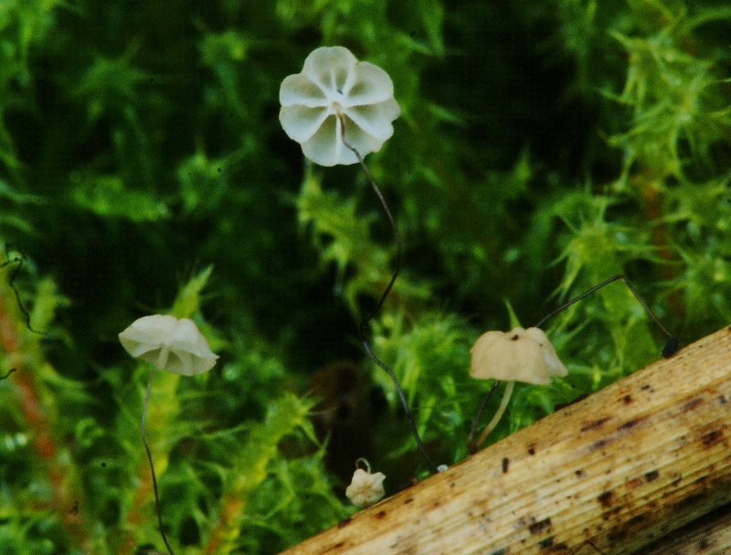 Marasmius limosus (door Henk Remijn)