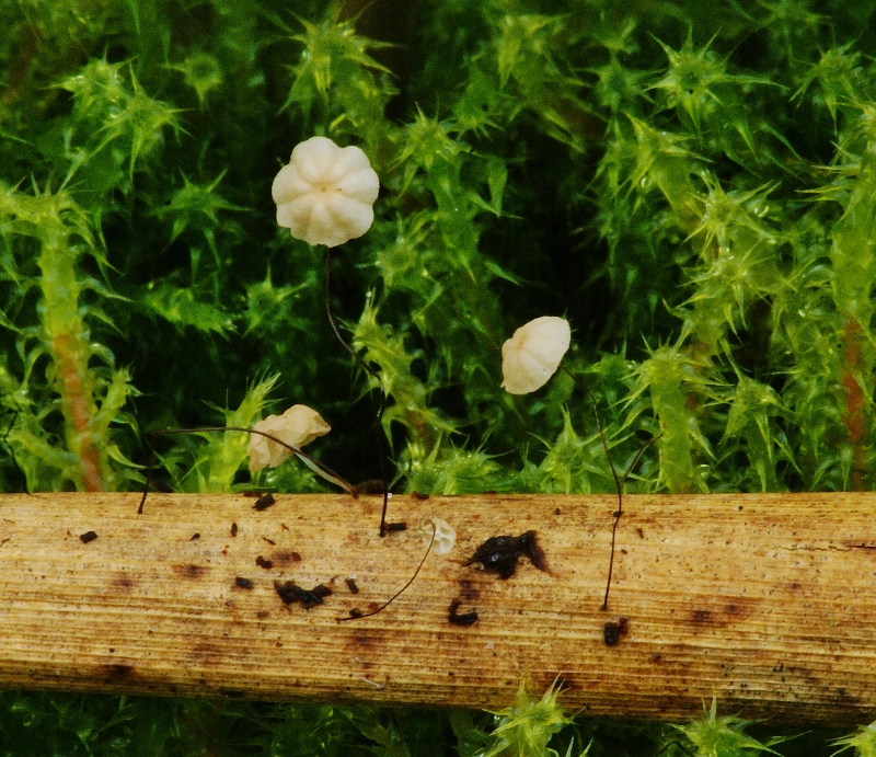 Marasmius limosus (door Henk Remijn)