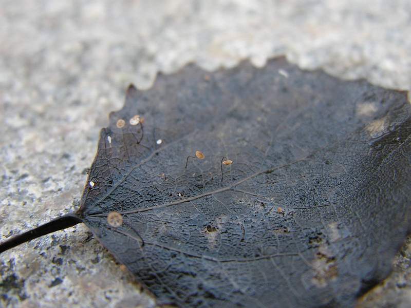 Marasmius minutus (door Marian Jagers)