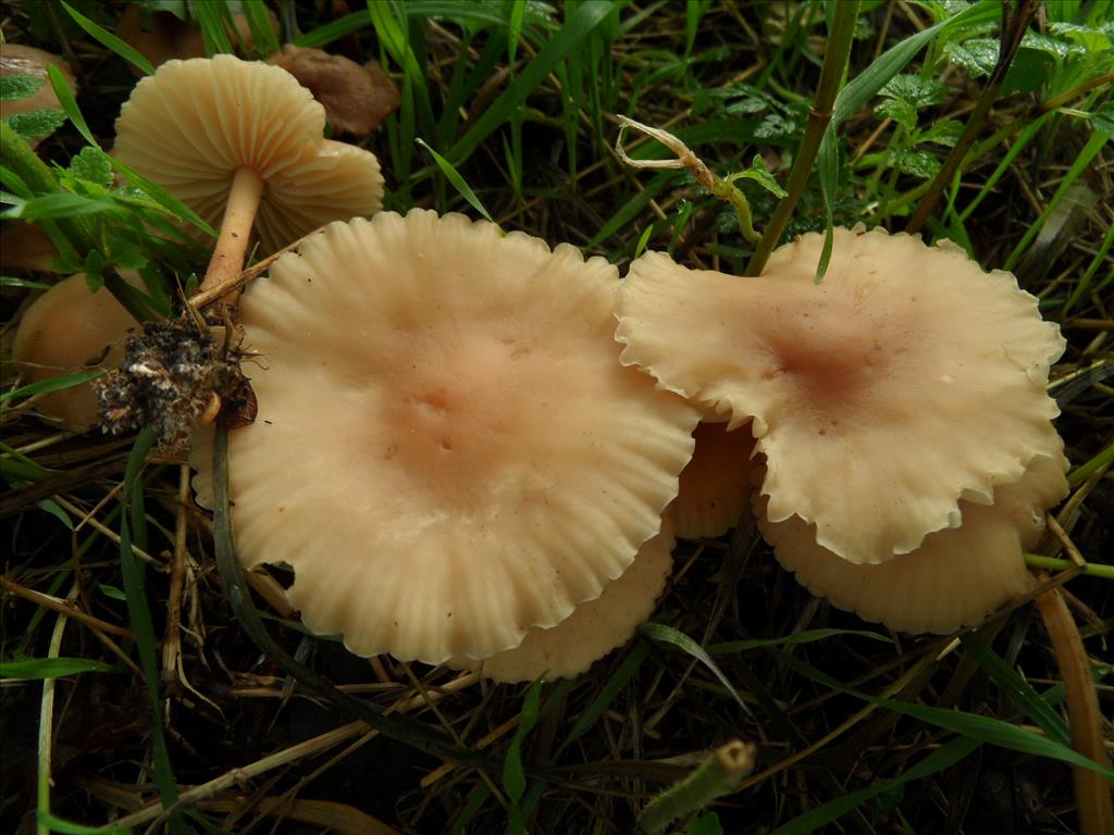 Marasmius oreades (door Anneke van der Putte)