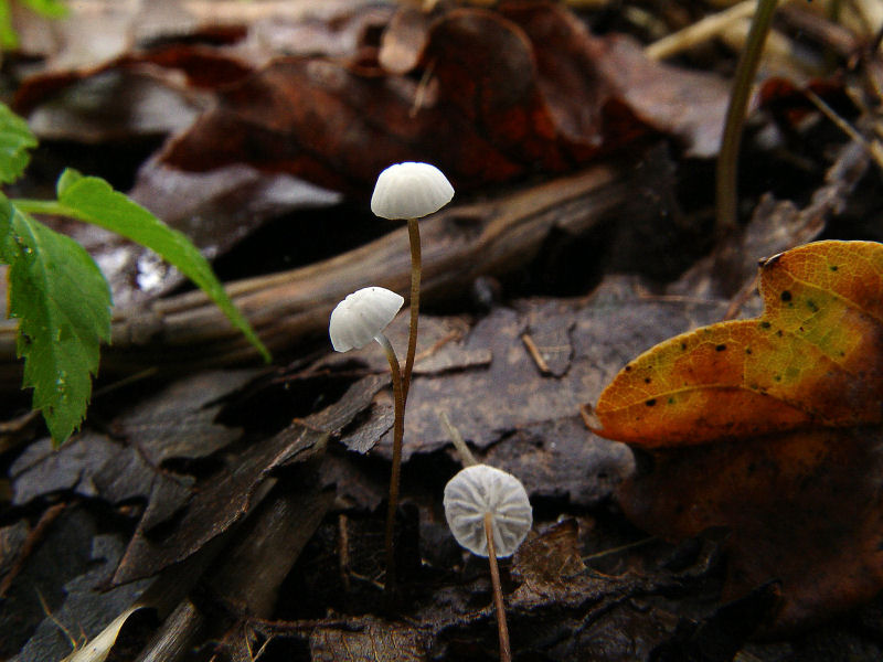 Marasmius setosus (door André Houter)