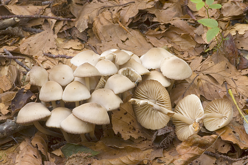 Marasmius wynneae (door Nico Dam)