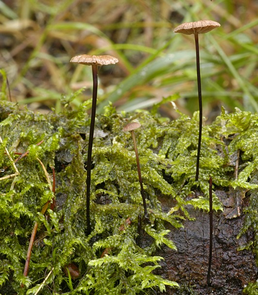 Gymnopus androsaceus (door Nico Dam)