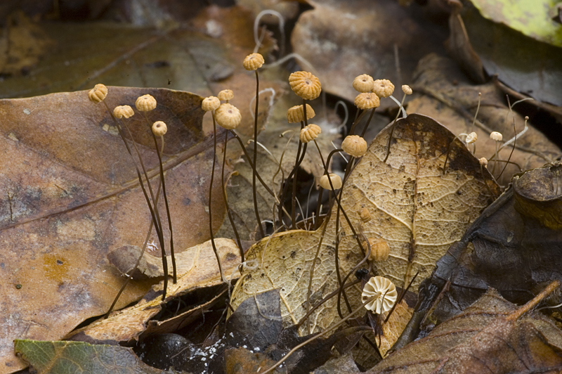 Marasmius bulliardii (door Nico Dam)