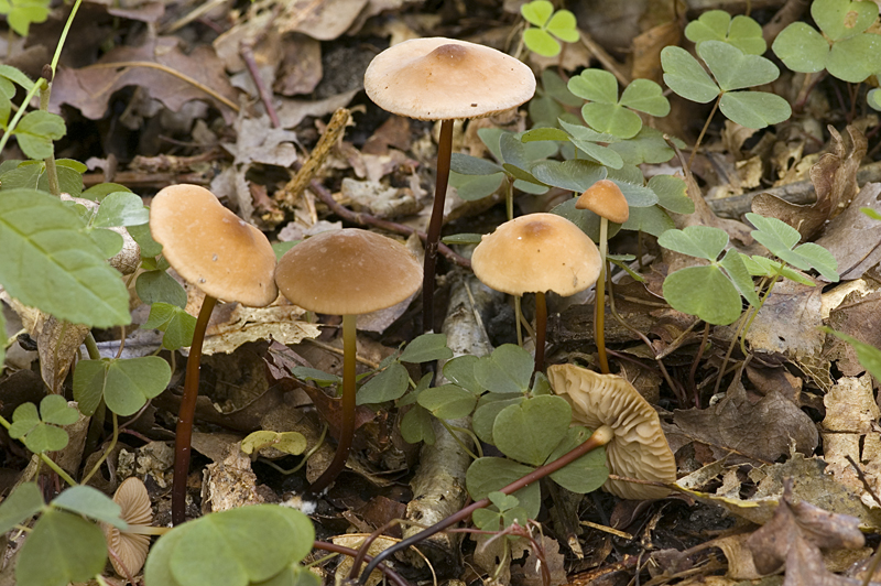 Marasmius cohaerens (door Nico Dam)